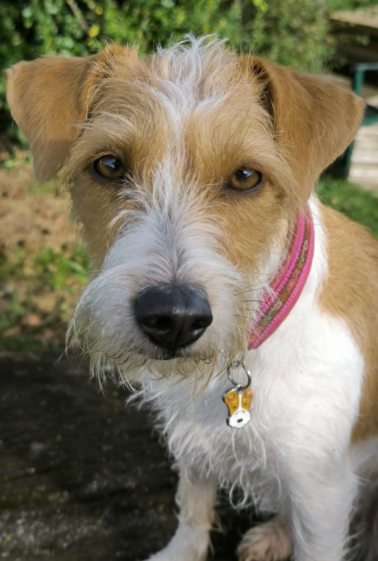 Ottilie von der Cookie-Box